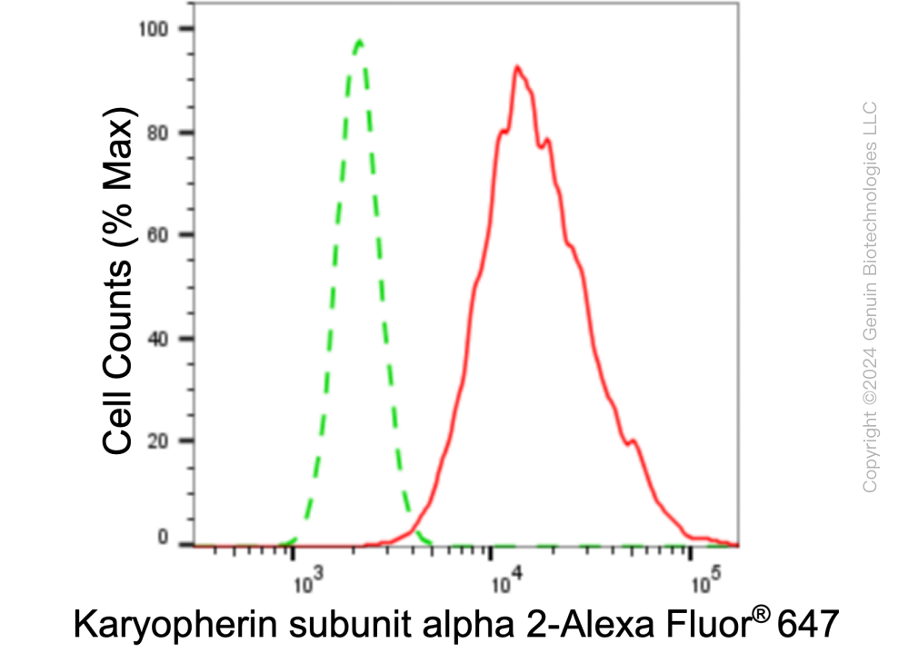 KD-Validated Anti-Karyopherin subunit alpha 2 Rabbit Monoclonal Antibody ABG1025