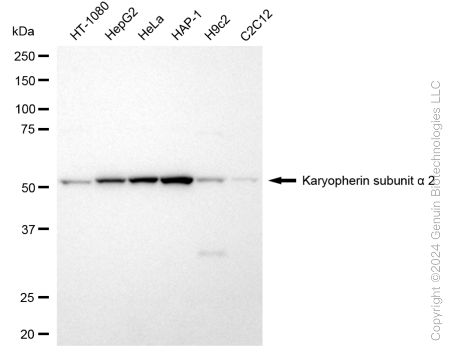 KD-Validated Anti-Karyopherin subunit alpha 2 Rabbit Monoclonal Antibody ABG1025