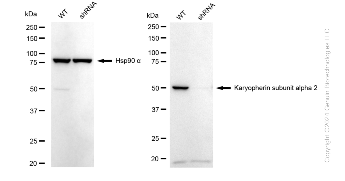 KD-Validated Anti-Karyopherin subunit alpha 2 Rabbit Monoclonal Antibody ABG1025