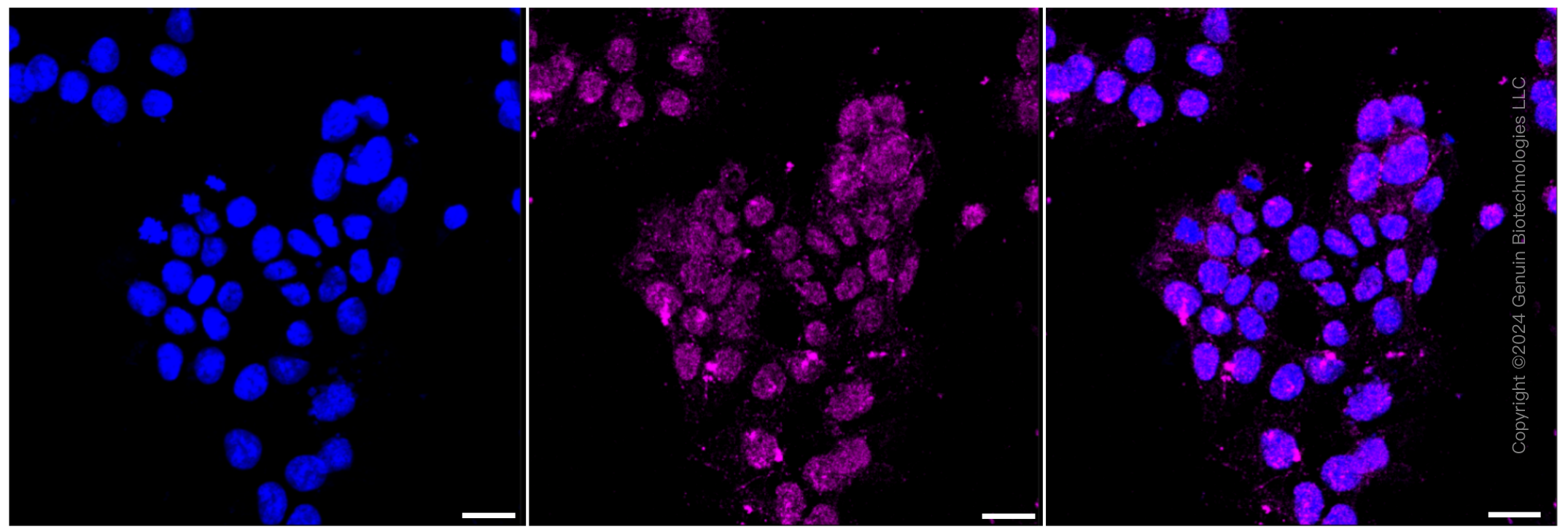 KD-Validated Anti-Glycophorin C Rabbit Monoclonal Antibody ABG1026