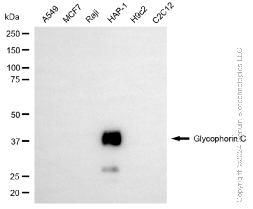 KD-Validated Anti-Glycophorin C Rabbit Monoclonal Antibody ABG1026