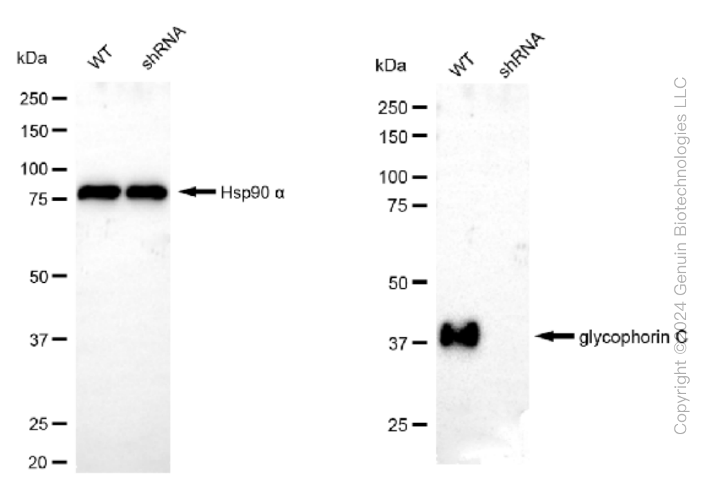 KD-Validated Anti-Glycophorin C Rabbit Monoclonal Antibody ABG1026