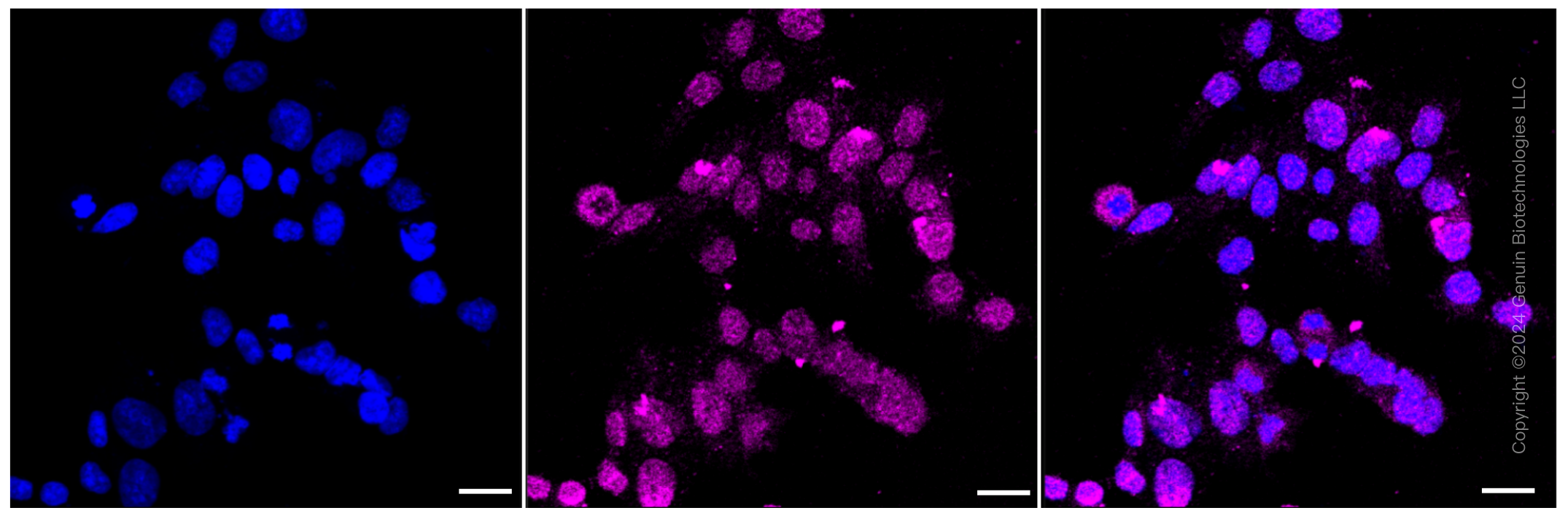 KD-Validated Anti-Leucine aminopeptidase 3 Rabbit Monoclonal Antibody ABG1027