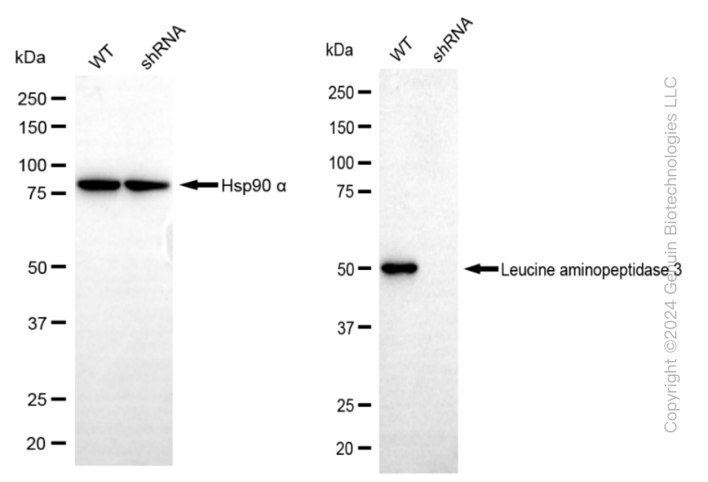 KD-Validated Anti-Leucine aminopeptidase 3 Rabbit Monoclonal Antibody ABG1027