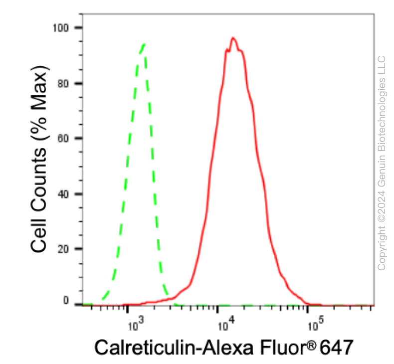 KD-Validated Anti-Calreticulin Rabbit Monoclonal Antibody ABG1028