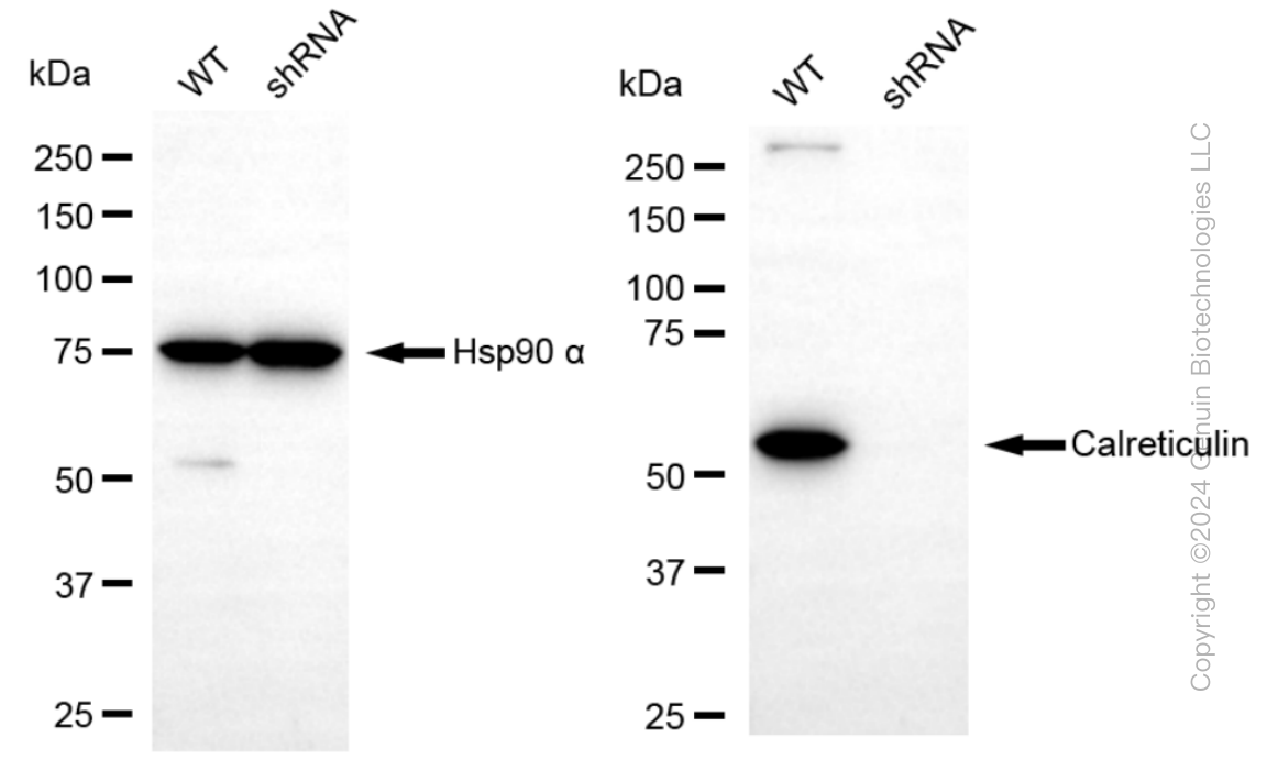 KD-Validated Anti-Calreticulin Rabbit Monoclonal Antibody ABG1028