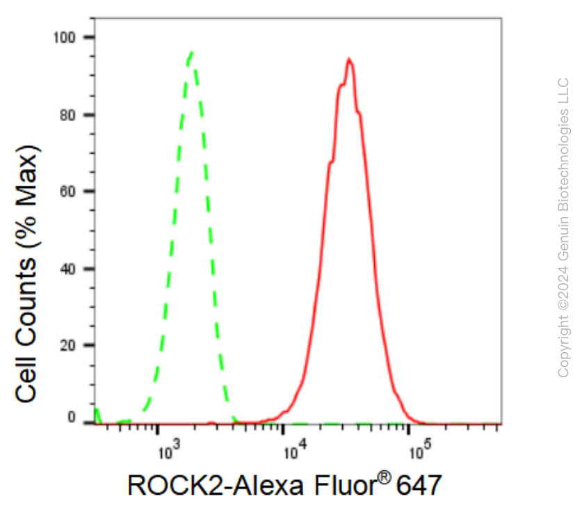 KD-Validated Anti-ROCK2 Rabbit Monoclonal Antibody ABG1029
