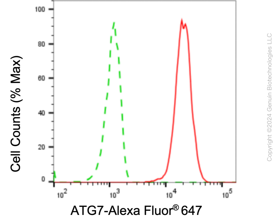 KD-Validated Anti-ATG7 Rabbit Monoclonal Antibody ABG1030