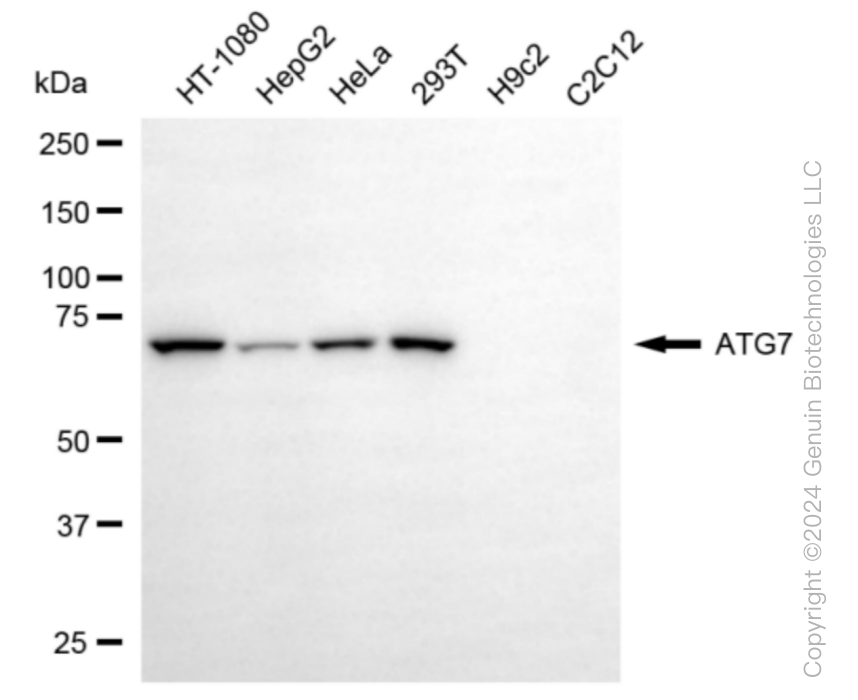 KD-Validated Anti-ATG7 Rabbit Monoclonal Antibody ABG1030