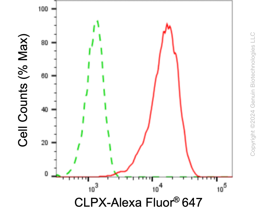 KD-Validated Anti-CLPX Rabbit Monoclonal Antibody ABG1031