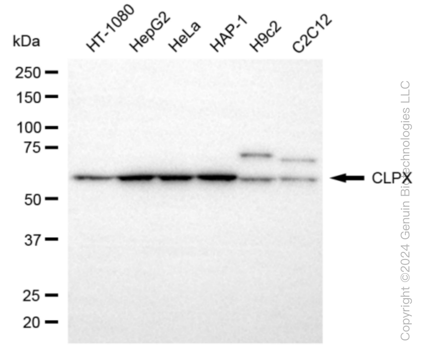 KD-Validated Anti-CLPX Rabbit Monoclonal Antibody ABG1031