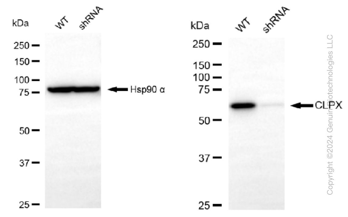 KD-Validated Anti-CLPX Rabbit Monoclonal Antibody ABG1031