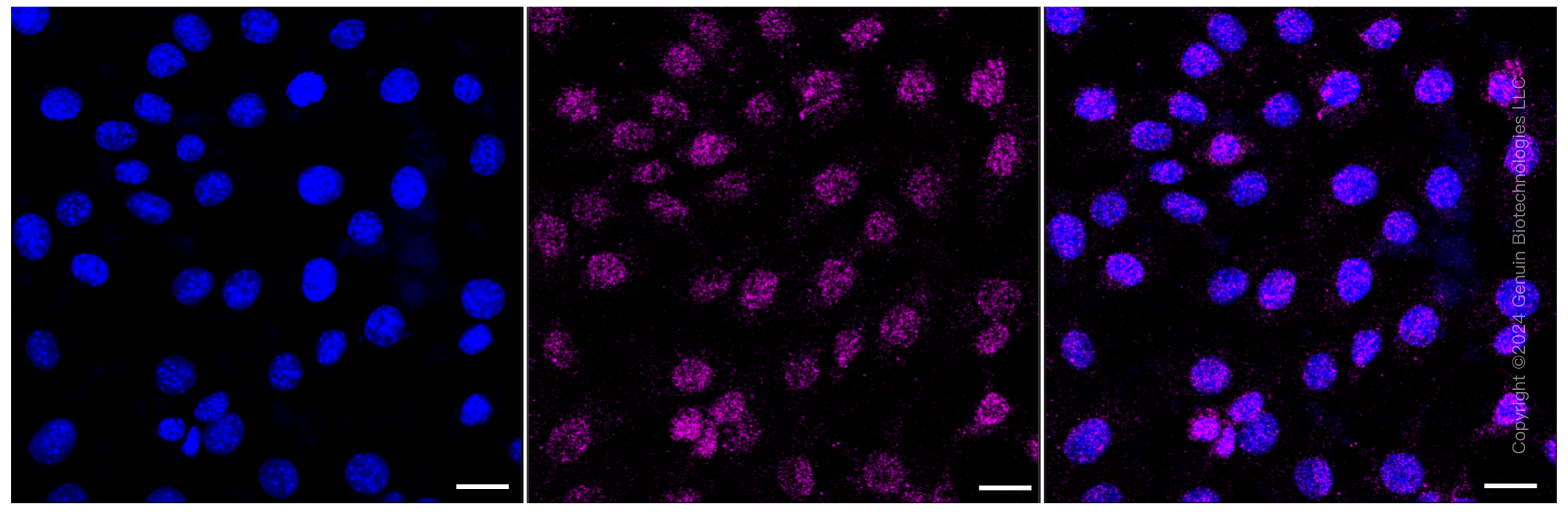 KD-Validated Anti-Dynamin 1 Rabbit Monoclonal Antibody ABG1032