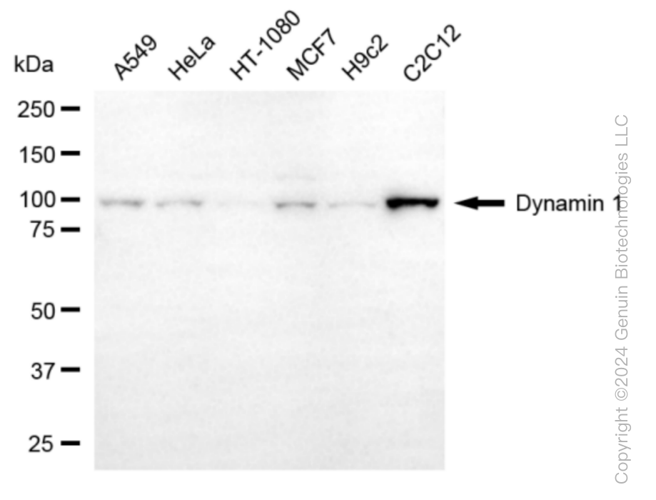 KD-Validated Anti-Dynamin 1 Rabbit Monoclonal Antibody ABG1032