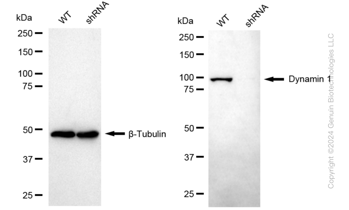 KD-Validated Anti-Dynamin 1 Rabbit Monoclonal Antibody ABG1032