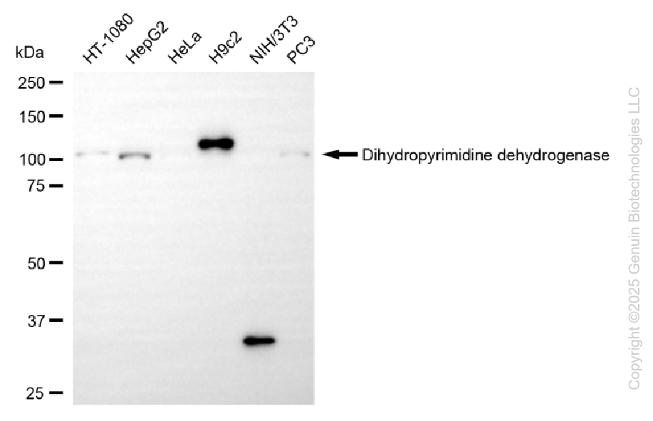 KD-Validated Anti-Dihydropyrimidine dehydrogenase Rabbit Monoclonal Antibody ABG1033