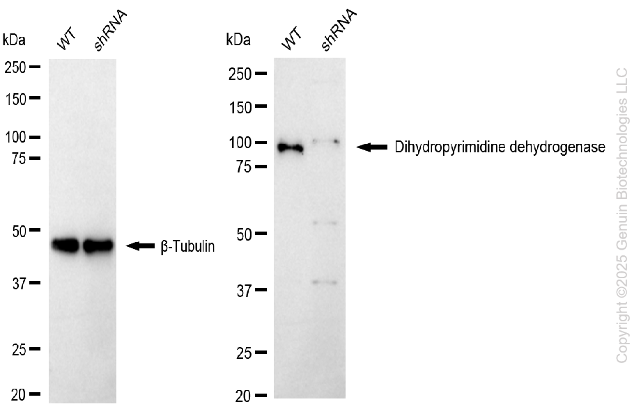 KD-Validated Anti-Dihydropyrimidine dehydrogenase Rabbit Monoclonal Antibody ABG1033