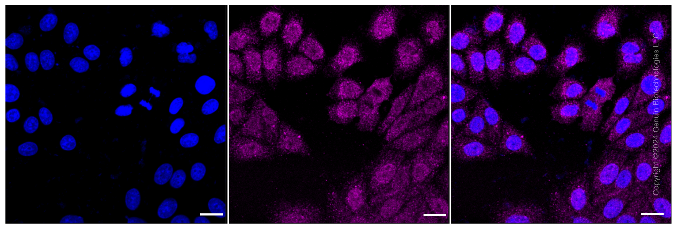 KD-Validated Anti-Frizzled class receptor 9 Rabbit Monoclonal Antibody ABG1034