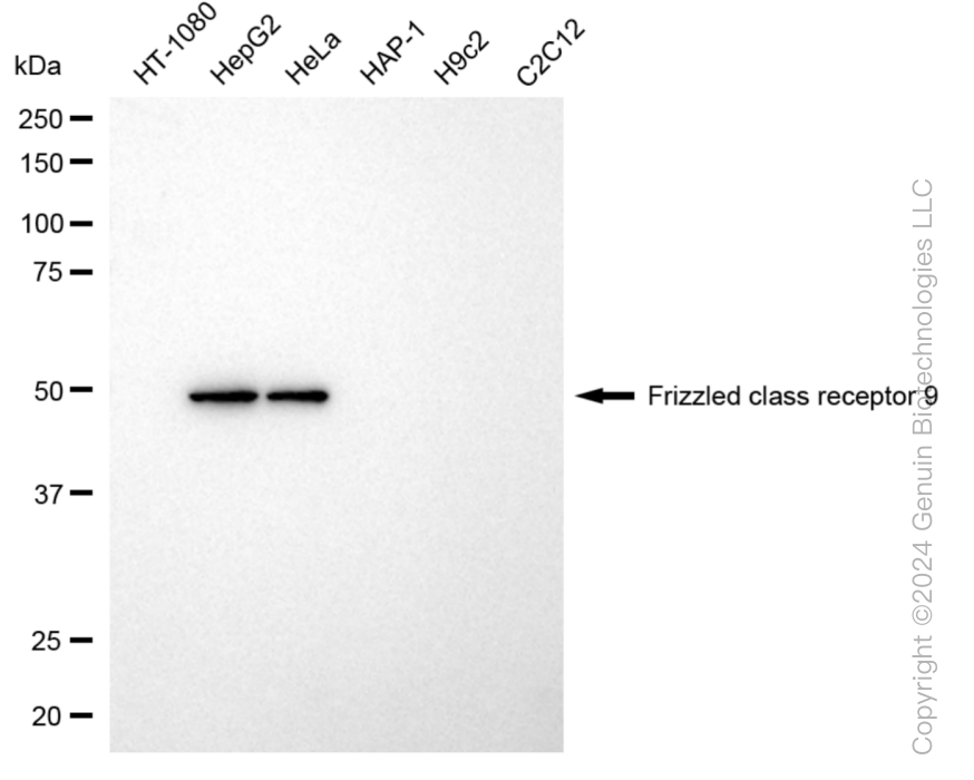 KD-Validated Anti-Frizzled class receptor 9 Rabbit Monoclonal Antibody ABG1034