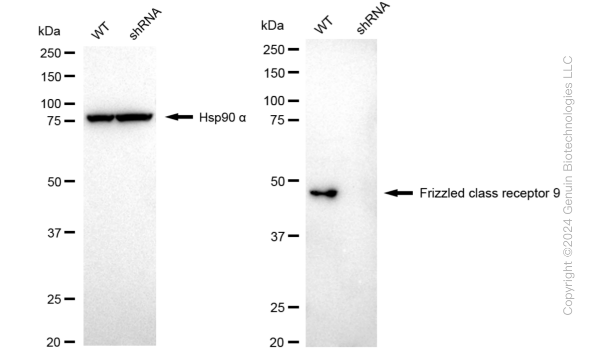 KD-Validated Anti-Frizzled class receptor 9 Rabbit Monoclonal Antibody ABG1034