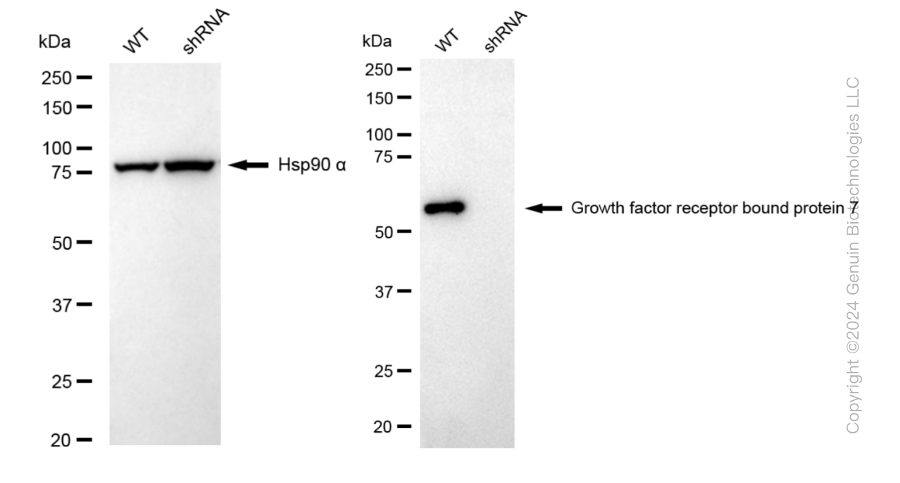 KD-Validated Anti-Growth Factor Receptor Bound Protein 7 Rabbit Monoclonal Antibody ABG1035