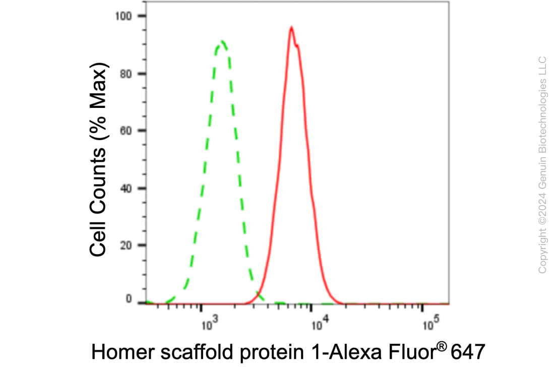 KD-Validated Anti-Homer scaffold protein 1 Rabbit Monoclonal Antibody ABG1036