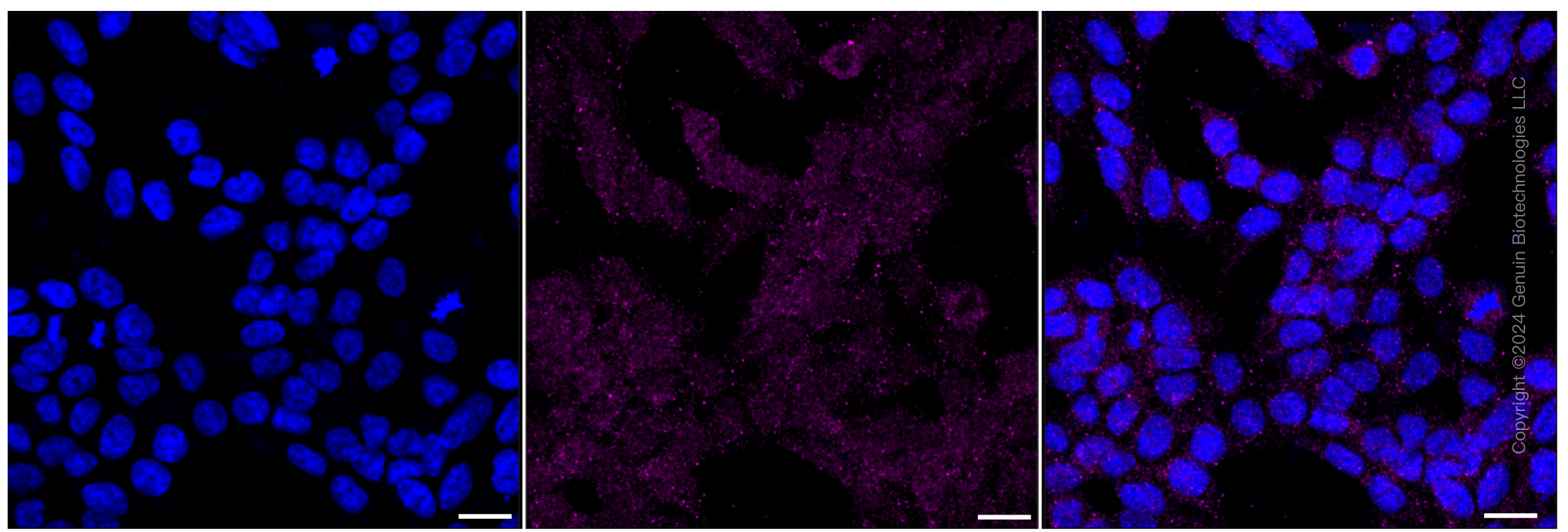 KD-Validated Anti-Homer scaffold protein 1 Rabbit Monoclonal Antibody ABG1036