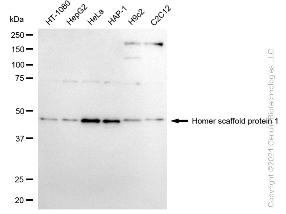 KD-Validated Anti-Homer scaffold protein 1 Rabbit Monoclonal Antibody ABG1036