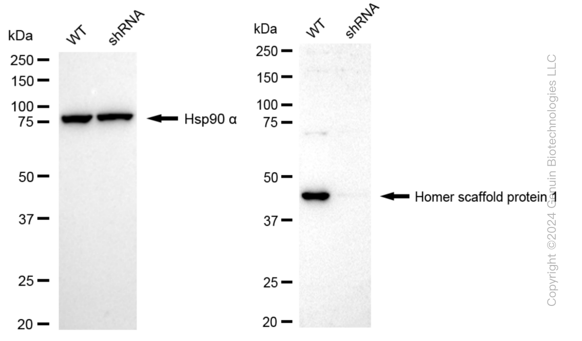 KD-Validated Anti-Homer scaffold protein 1 Rabbit Monoclonal Antibody ABG1036