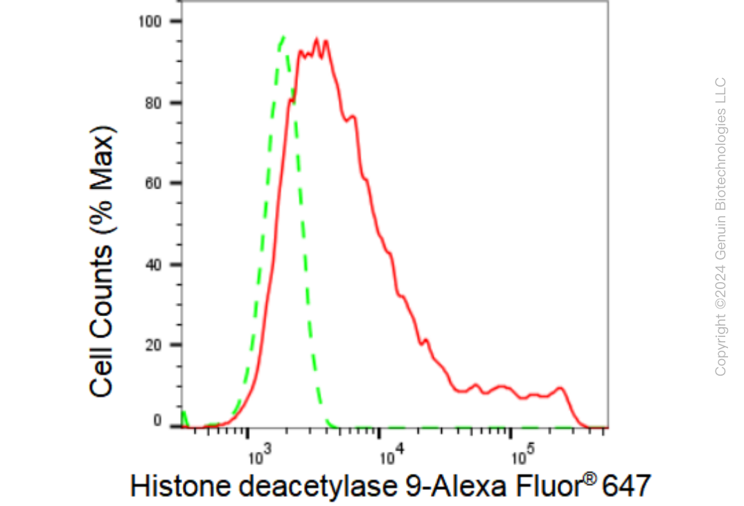 KD-Validated Anti-Histone deacetylase 9 Rabbit Monoclonal Antibody ABG1037
