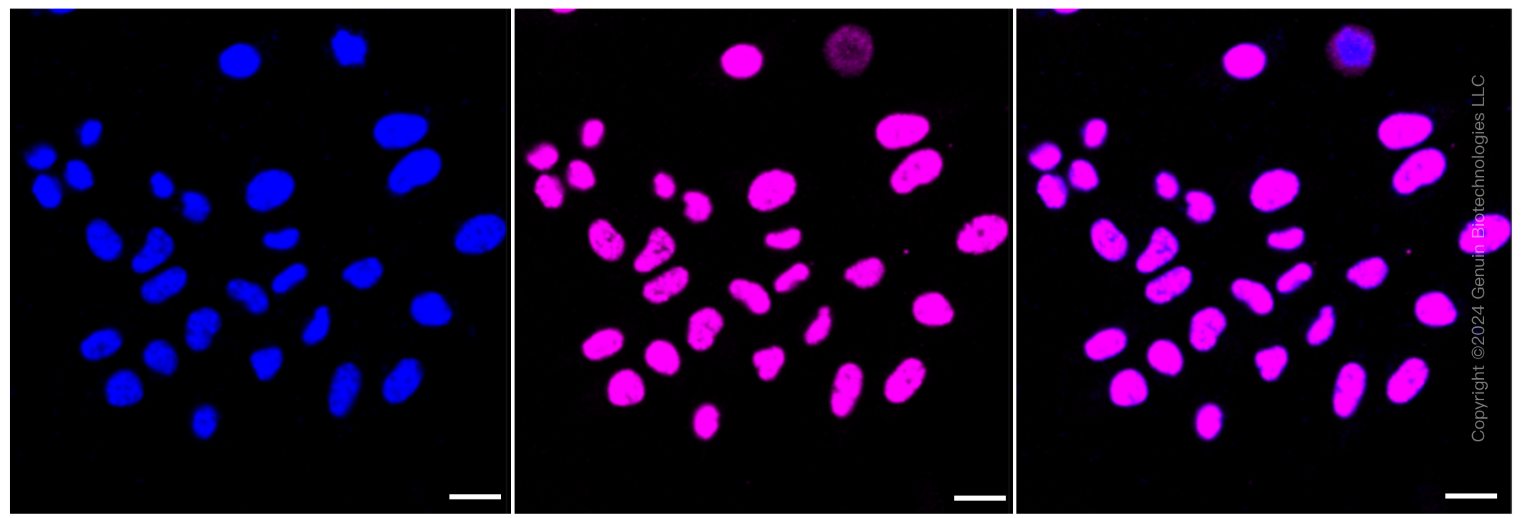 KD-Validated Anti-Histone deacetylase 9 Rabbit Monoclonal Antibody ABG1037