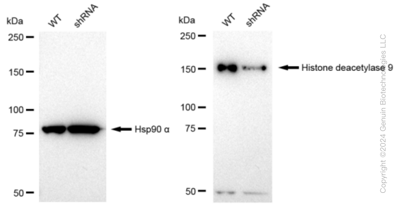 KD-Validated Anti-Histone deacetylase 9 Rabbit Monoclonal Antibody ABG1037