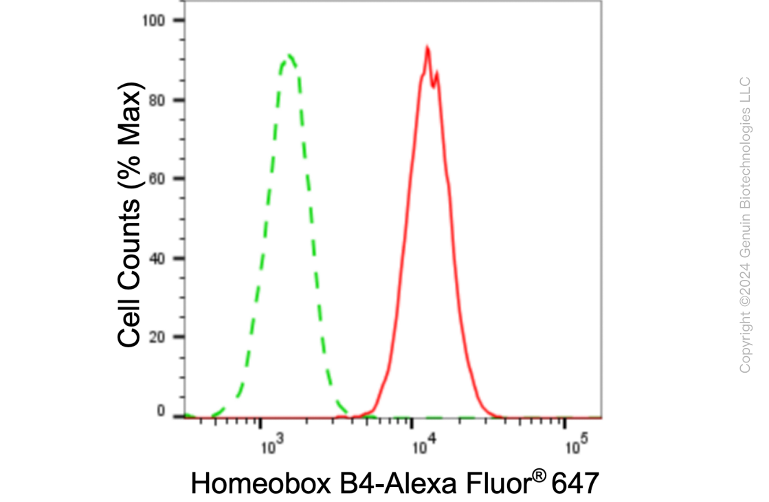 KD-Validated Anti-Homeobox B4 Rabbit Monoclonal Antibody ABG1038