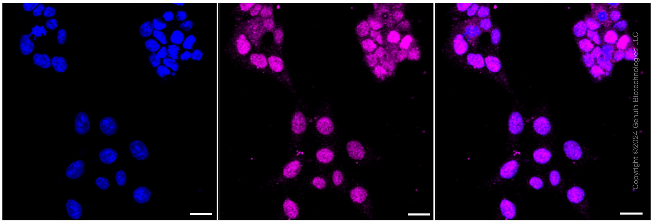 KD-Validated Anti-Homeobox B4 Rabbit Monoclonal Antibody ABG1038