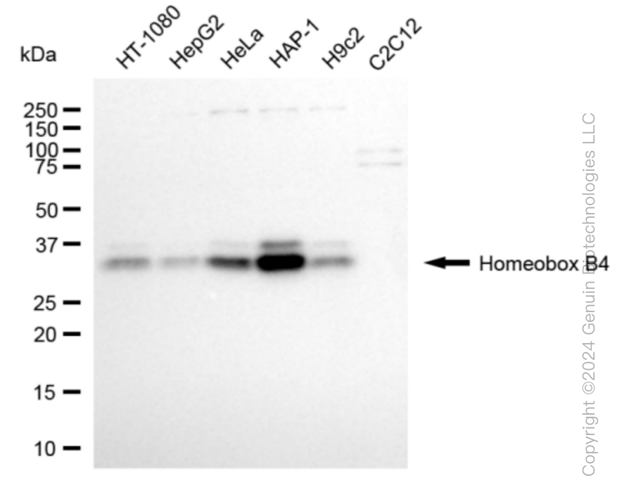 KD-Validated Anti-Homeobox B4 Rabbit Monoclonal Antibody ABG1038