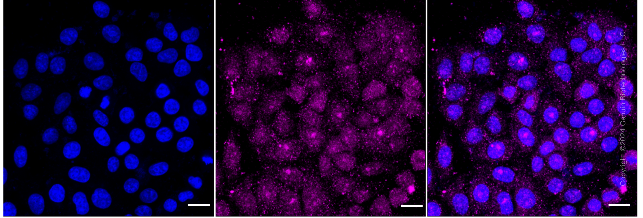 KD-Validated Anti-Insulin receptor Rabbit Monoclonal Antibody ABG1039