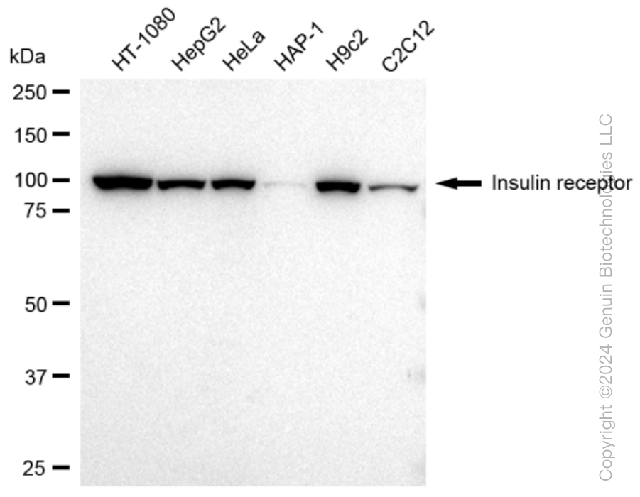 KD-Validated Anti-Insulin receptor Rabbit Monoclonal Antibody ABG1039