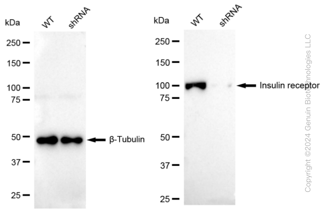 KD-Validated Anti-Insulin receptor Rabbit Monoclonal Antibody ABG1039