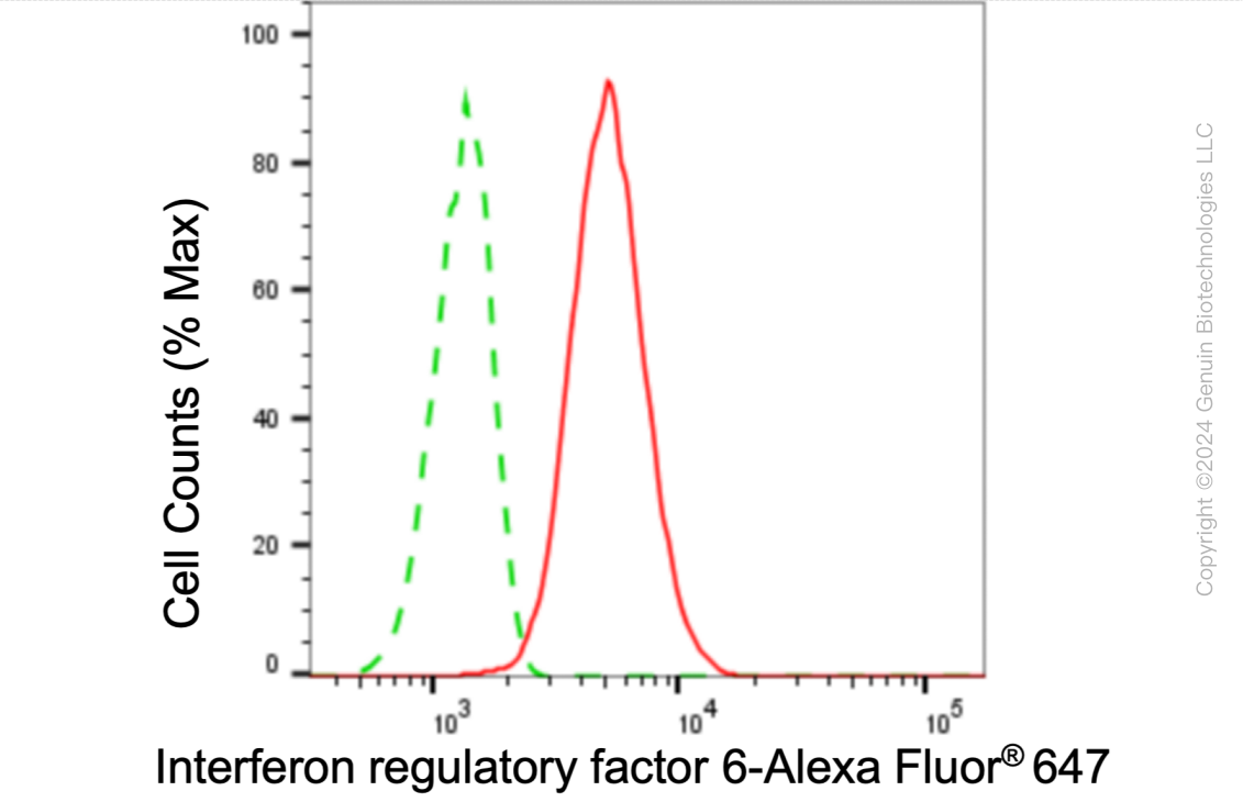 KD-Validated Anti-Interferon regulatory factor 6 Rabbit Monoclonal Antibody ABG1040