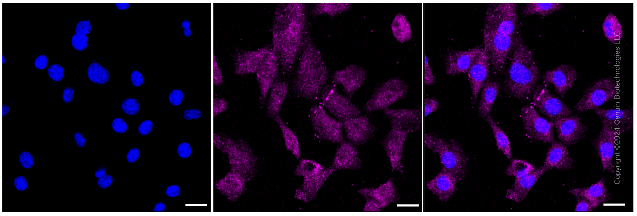 KD-Validated Anti-Interferon regulatory factor 6 Rabbit Monoclonal Antibody ABG1040