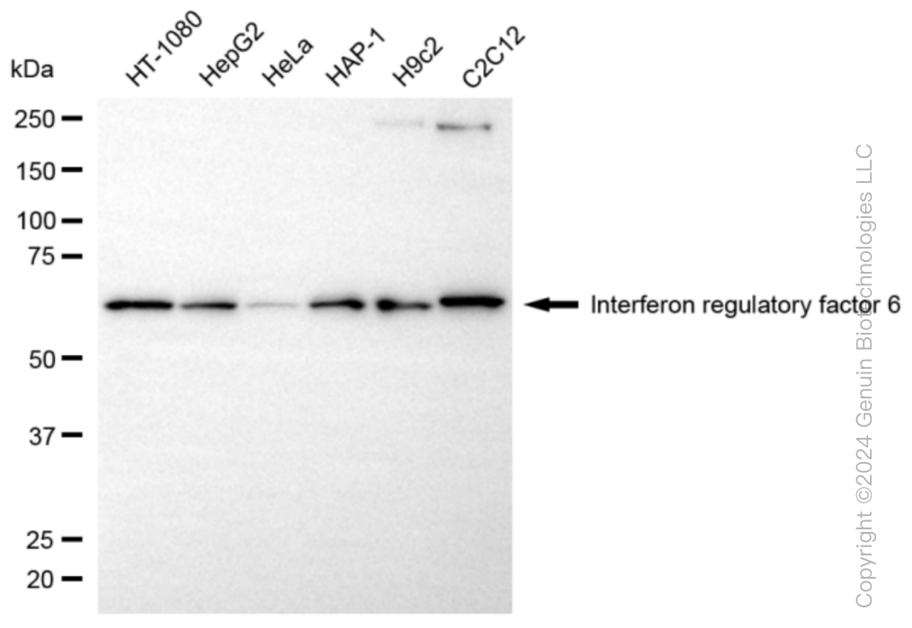 KD-Validated Anti-Interferon regulatory factor 6 Rabbit Monoclonal Antibody ABG1040