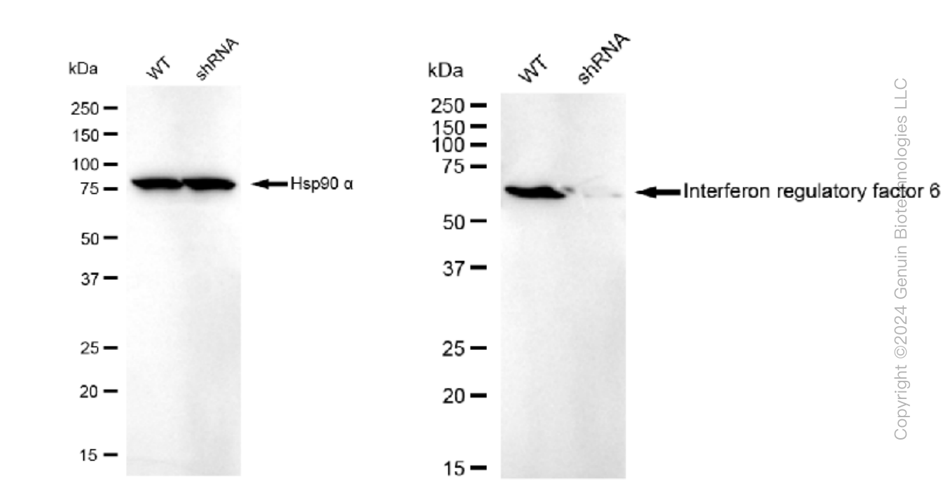 KD-Validated Anti-Interferon regulatory factor 6 Rabbit Monoclonal Antibody ABG1040