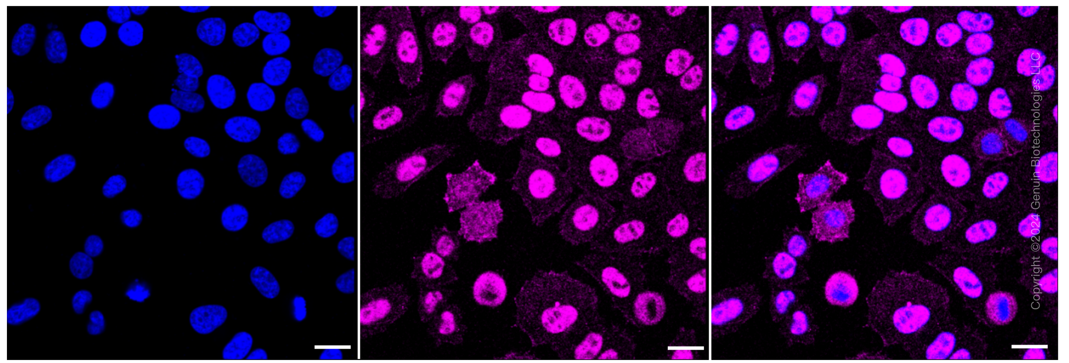 KD-Validated Anti-DNA PKcs Rabbit Monoclonal Antibody ABG1041