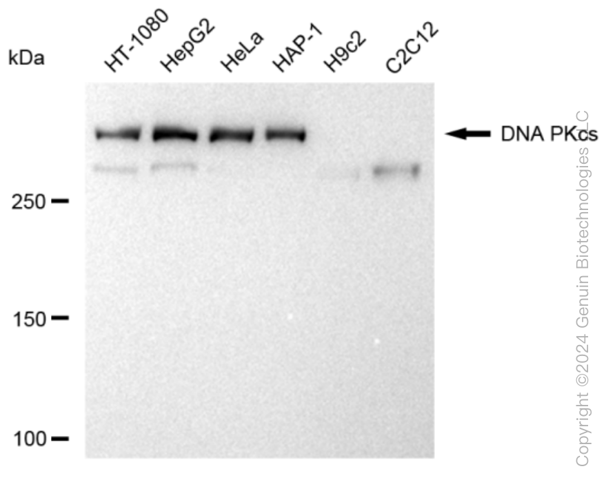 KD-Validated Anti-DNA PKcs Rabbit Monoclonal Antibody ABG1041