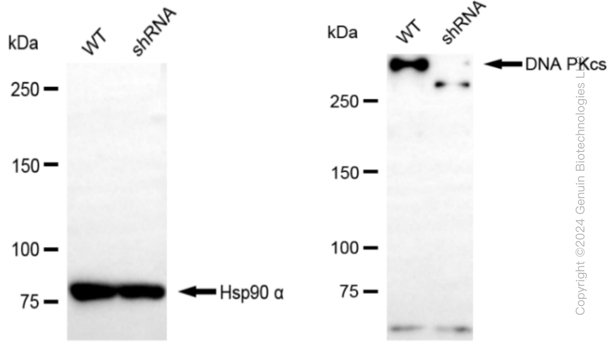 KD-Validated Anti-DNA PKcs Rabbit Monoclonal Antibody ABG1041