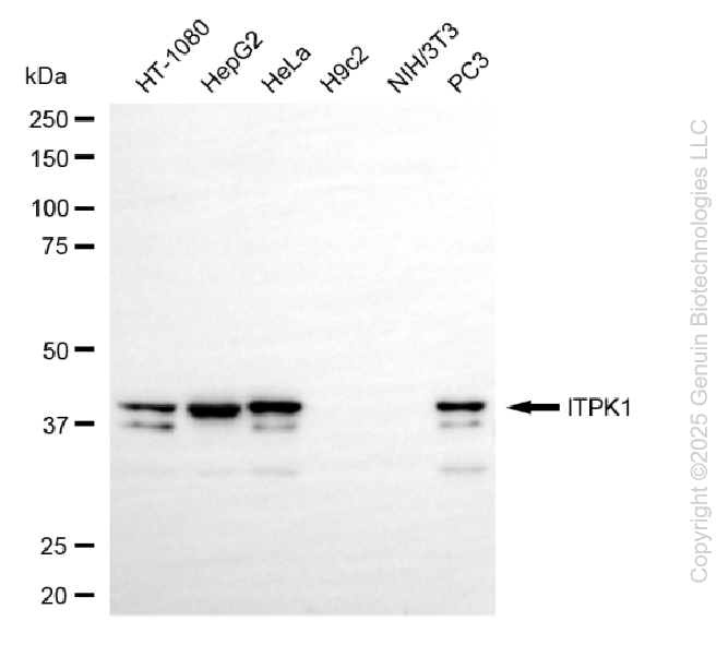 KD-Validated Anti-ITPK1 Rabbit Monoclonal Antibody ABG1042