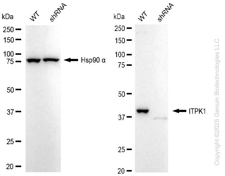 KD-Validated Anti-ITPK1 Rabbit Monoclonal Antibody ABG1042