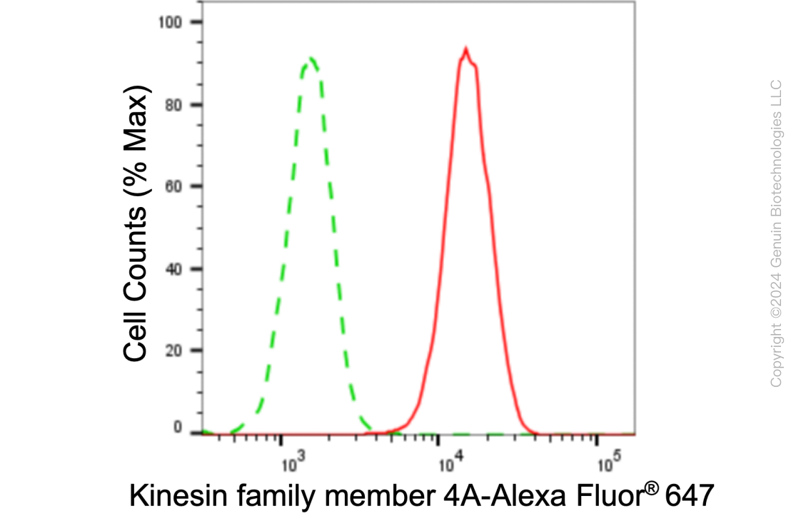 KD-Validated Anti-Kinesin family member 4A Rabbit Monoclonal Antibody ABG1043