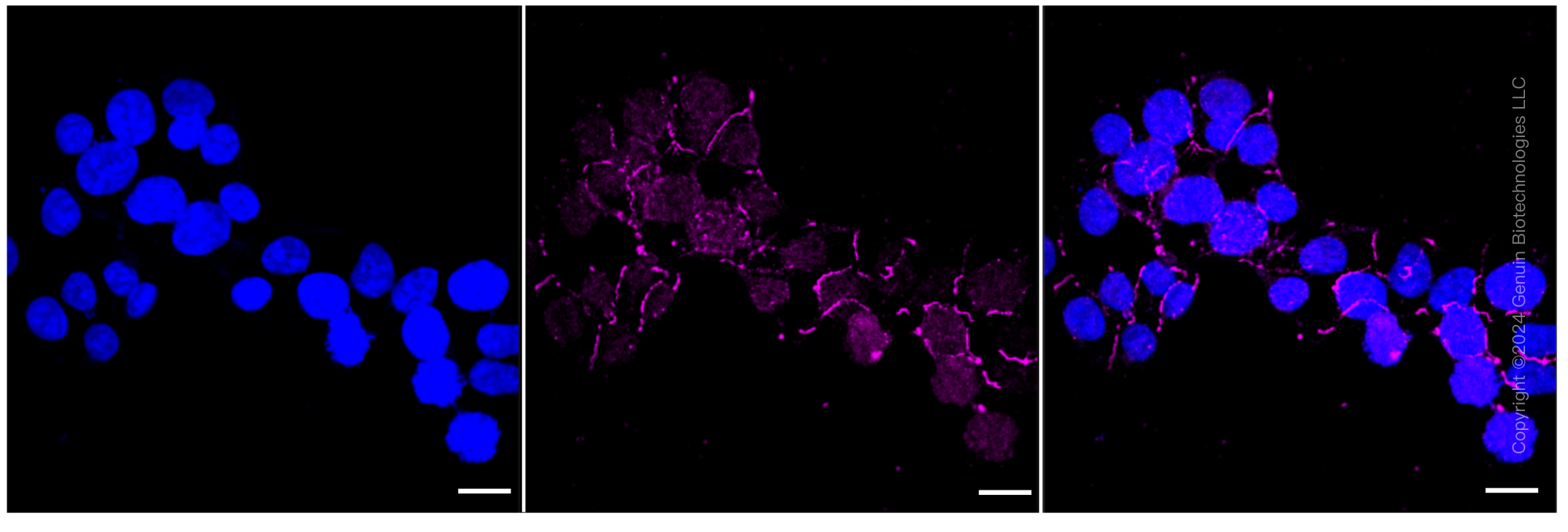 KD-Validated Anti-Kinesin family member 4A Rabbit Monoclonal Antibody ABG1043