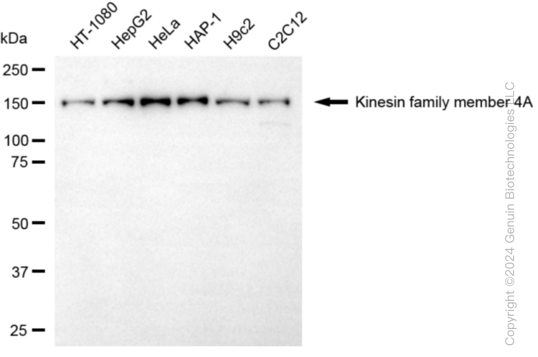 KD-Validated Anti-Kinesin family member 4A Rabbit Monoclonal Antibody ABG1043